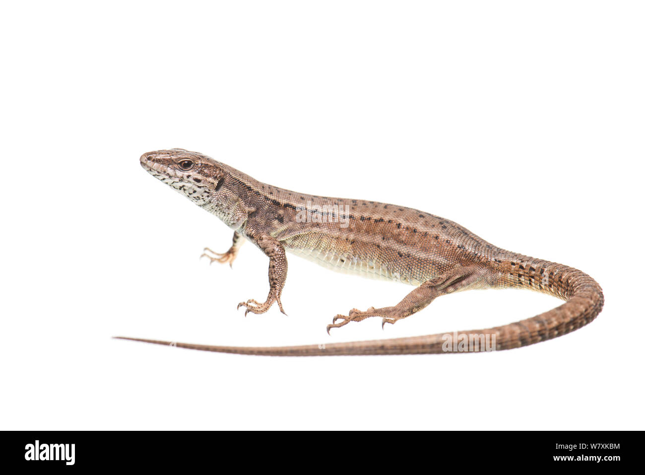 Lézard des murailles (Podarcis muralis) femme, France, avril. Projet d'Meetyourneighbors.net Banque D'Images