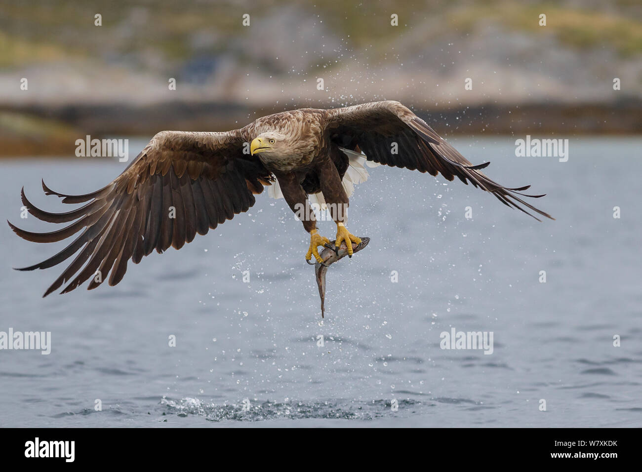 Pygargue à queue blanche (Haliaeetus albicilla) en vol, avec le poisson. Flatanger, Nord-Trøndelag, la Norvège. Mai. Banque D'Images