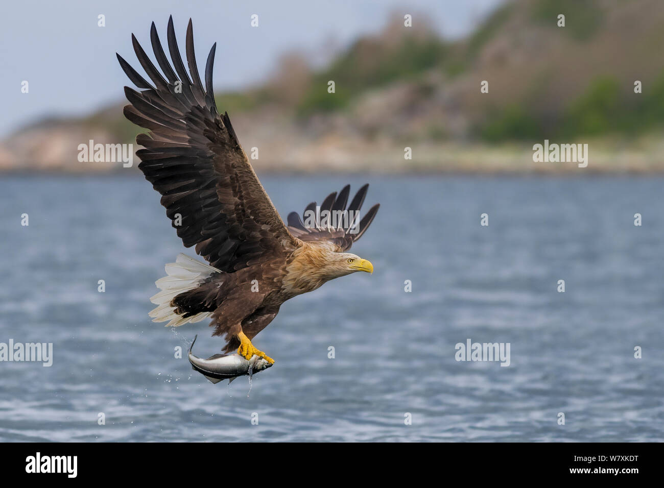 Pygargue à queue blanche (Haliaeetus albicilla) en vol, avec le poisson. Flatanger, Nord-Trøndelag, la Norvège. Mai. Banque D'Images