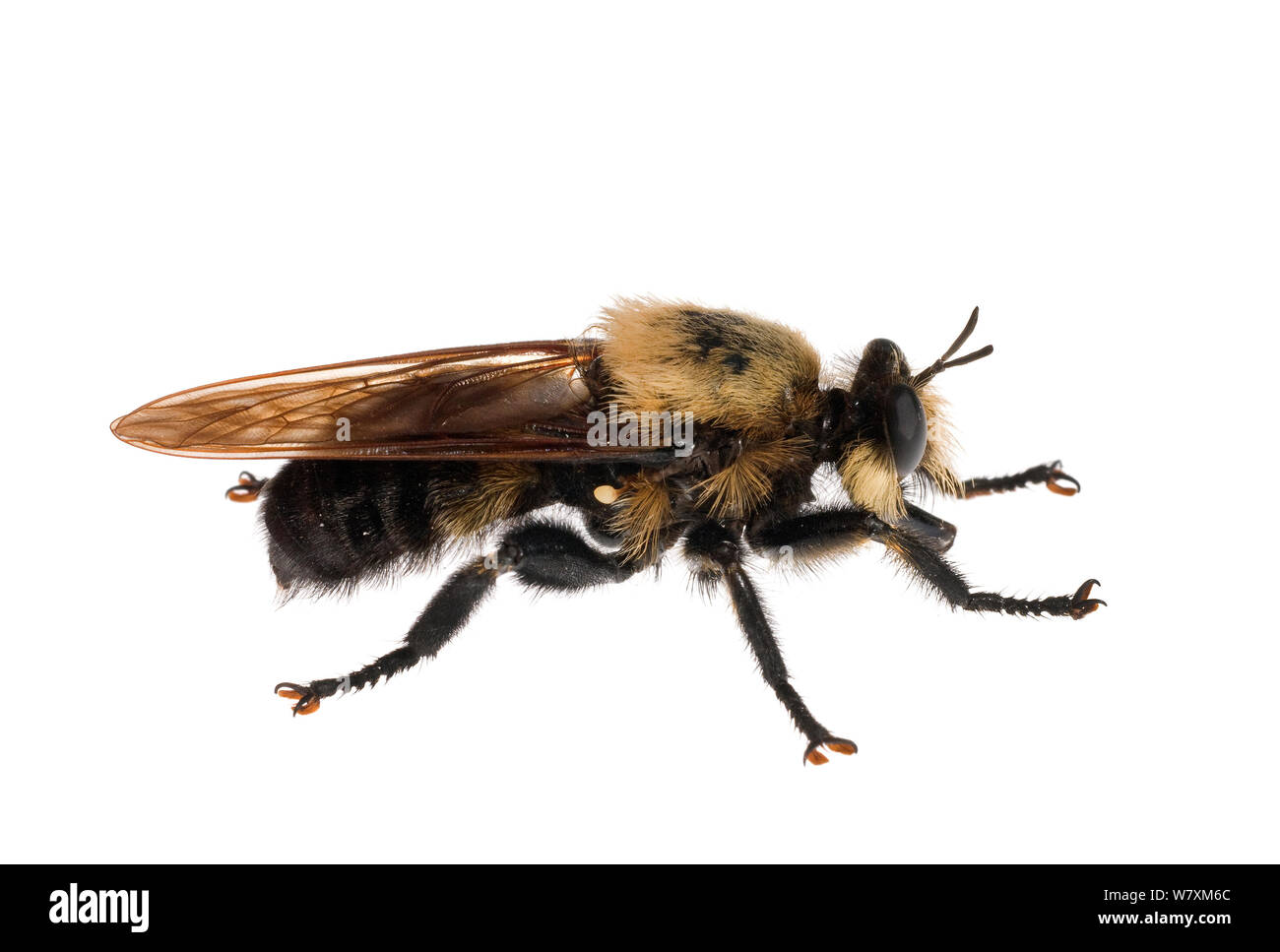 Robber Fly (Mallophora fautrix) sud des Appalaches, en Caroline du Sud, États-Unis, juillet. Projet d'Meetyourneighbors.net Banque D'Images