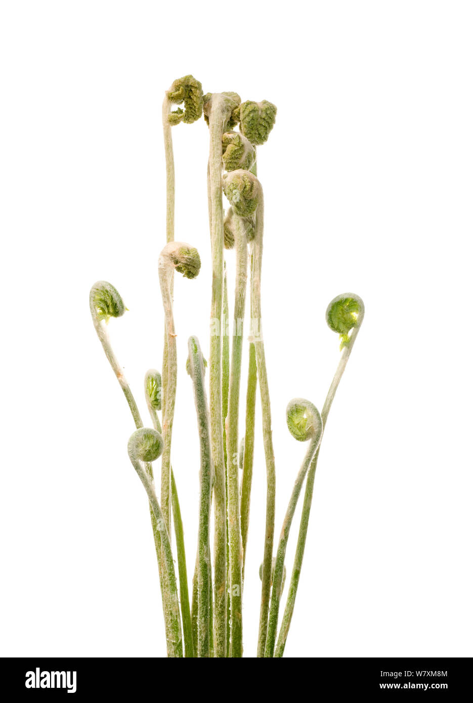 Osmundastrum cinnamomeum osmonde cannelle (frondes), sud des Appalaches, en Caroline du Sud, États-Unis, mars. Projet d'Meetyourneighbors.net Banque D'Images