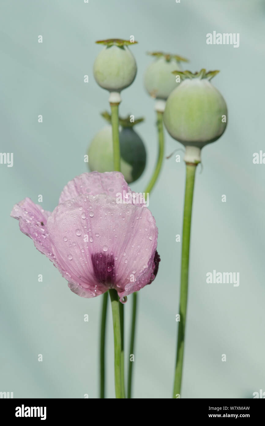 Un petit groupe de pavot à opium (Papaver somniferum) Têtes de graine avec une seule fleur Banque D'Images