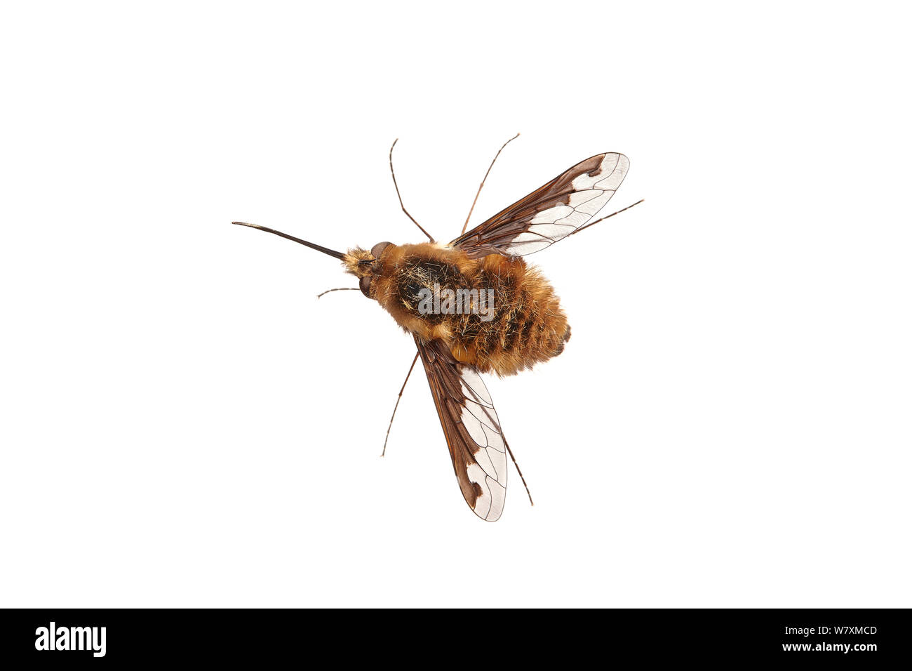 L'abeille commune fly (Bombylius major) Barnt Green, Worcestershire, Royaume-Uni, avril. meetyourneighbors.net project Banque D'Images