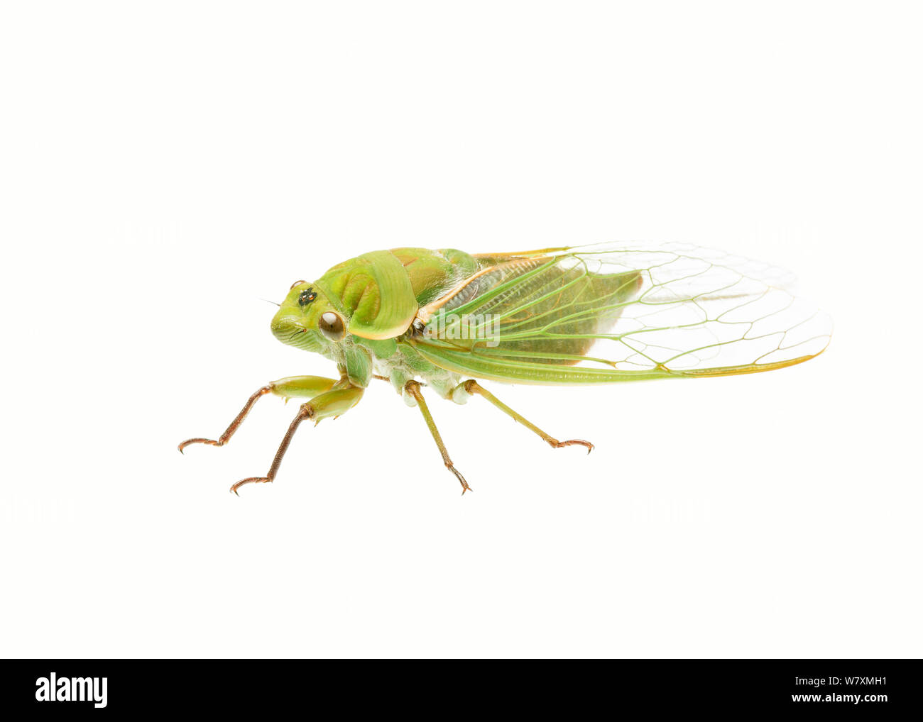 Épicier vert (Cyclochila australasiae) Halls Gap, dans le Nord de Grampians Shire, Victoria, Australie. Projet d'Meetyourneighbtous.net Banque D'Images