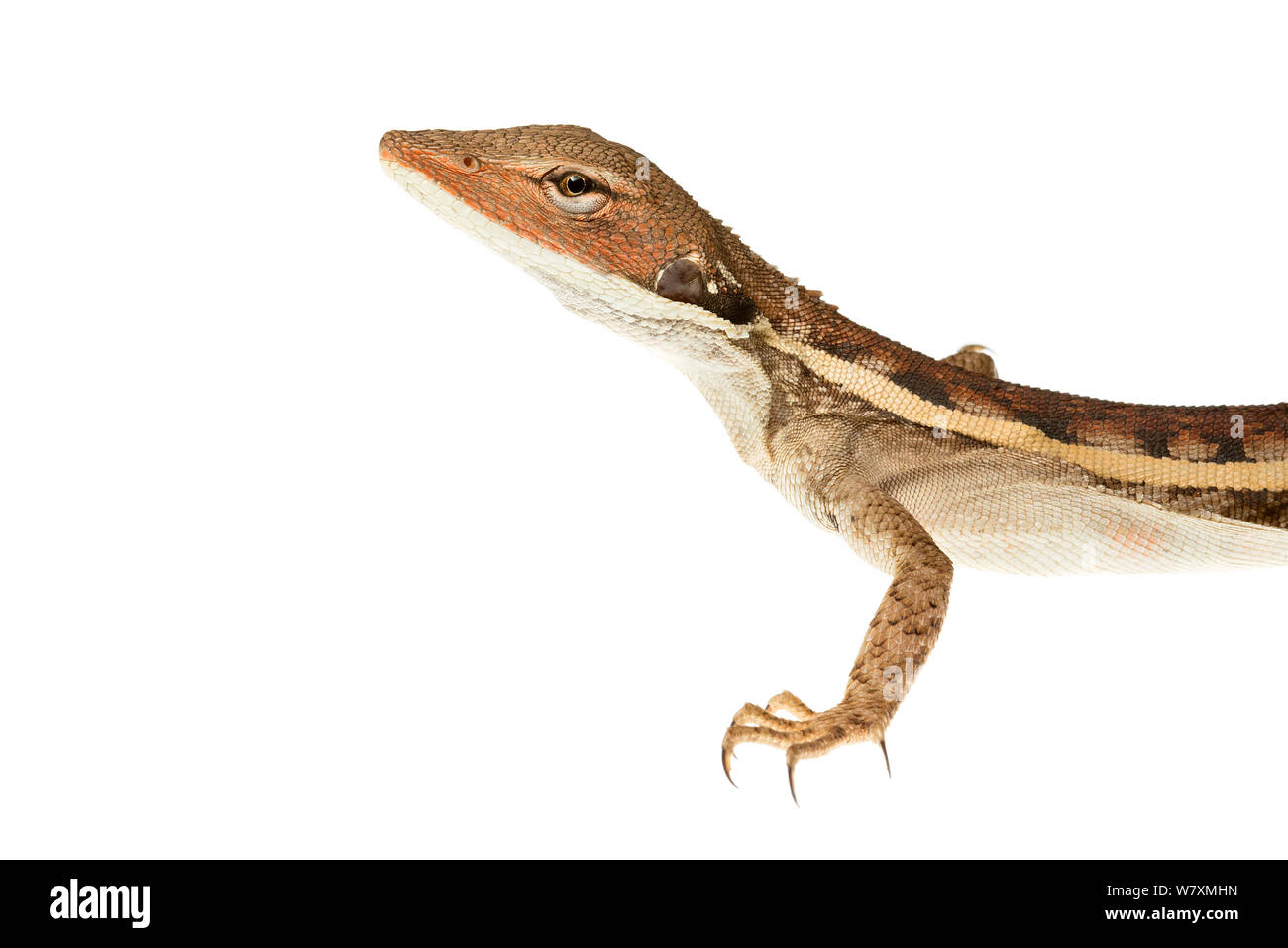 Dragon bec long (Lophognathus longirostris) Mine d'or, plutoniques Meekatharra Shire, Gascoyne Bioregion, ouest de l'Australie. Projet d'Meetyourneighbtous.net Banque D'Images