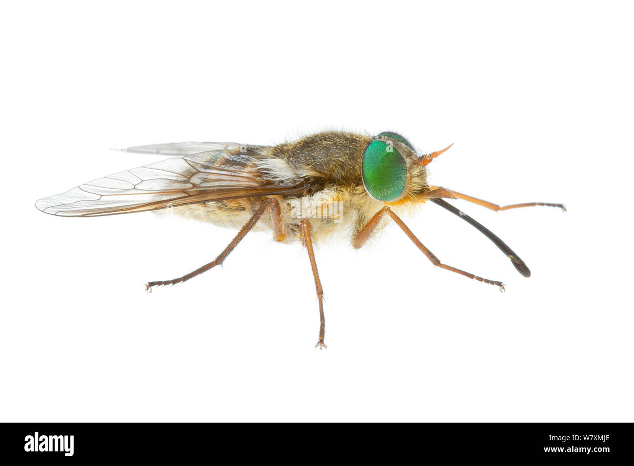 Fly Mars (Scaptia sp) Danemark Shire, Warren Bioregion, ouest de l'Australie. Projet d'Meetyourneighbtous.net Banque D'Images