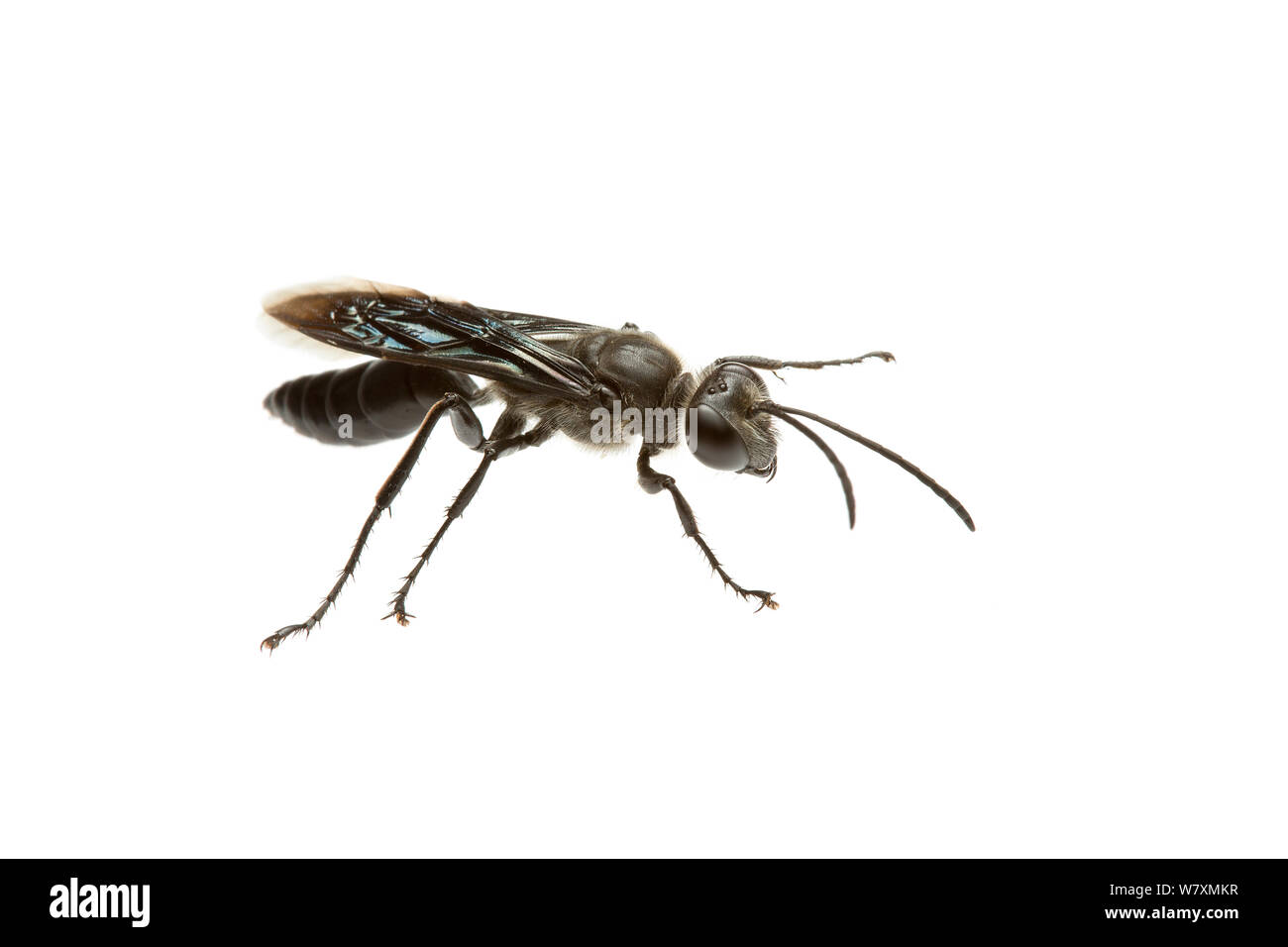 Black Digger Wasp (Sphex cognatus) Mine d'or, plutoniques Meekatharra Shire, Gascoyne Bioregion, ouest de l'Australie. Projet d'Meetyourneighbtous.net Banque D'Images