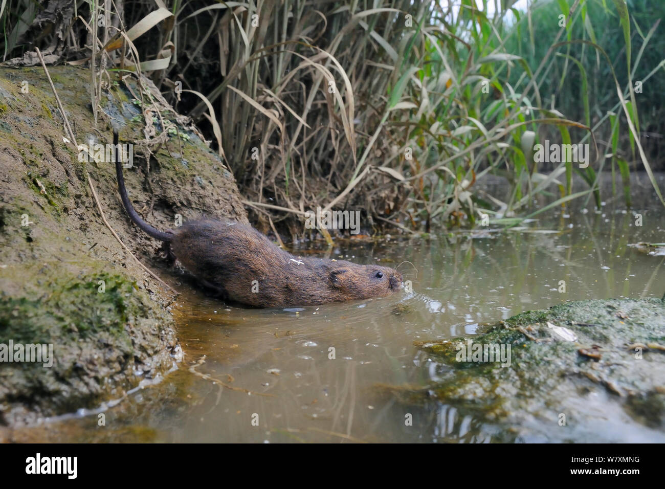 Le campagnol d'eau élevés en captivité (Arvicola amphibius) entrant dans l'eau après la mise en liberté sur les bords de la rivière lors de la réintroduction, près de Bude, Cornwall, UK, juin. Banque D'Images