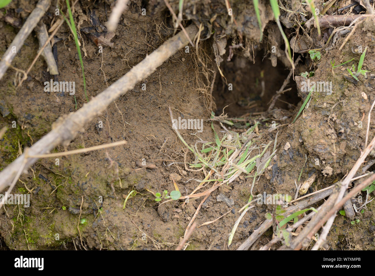 Les herbes coupées par le campagnol de l'eau (Arvicola amphibius) et à sa gauche l'entrée des terriers sur les bords de la rivière. Au cours de l'enquête a trouvé des signes d'activité des campagnols de l'eau, près de Bude, Cornwall, UK, avril. Banque D'Images