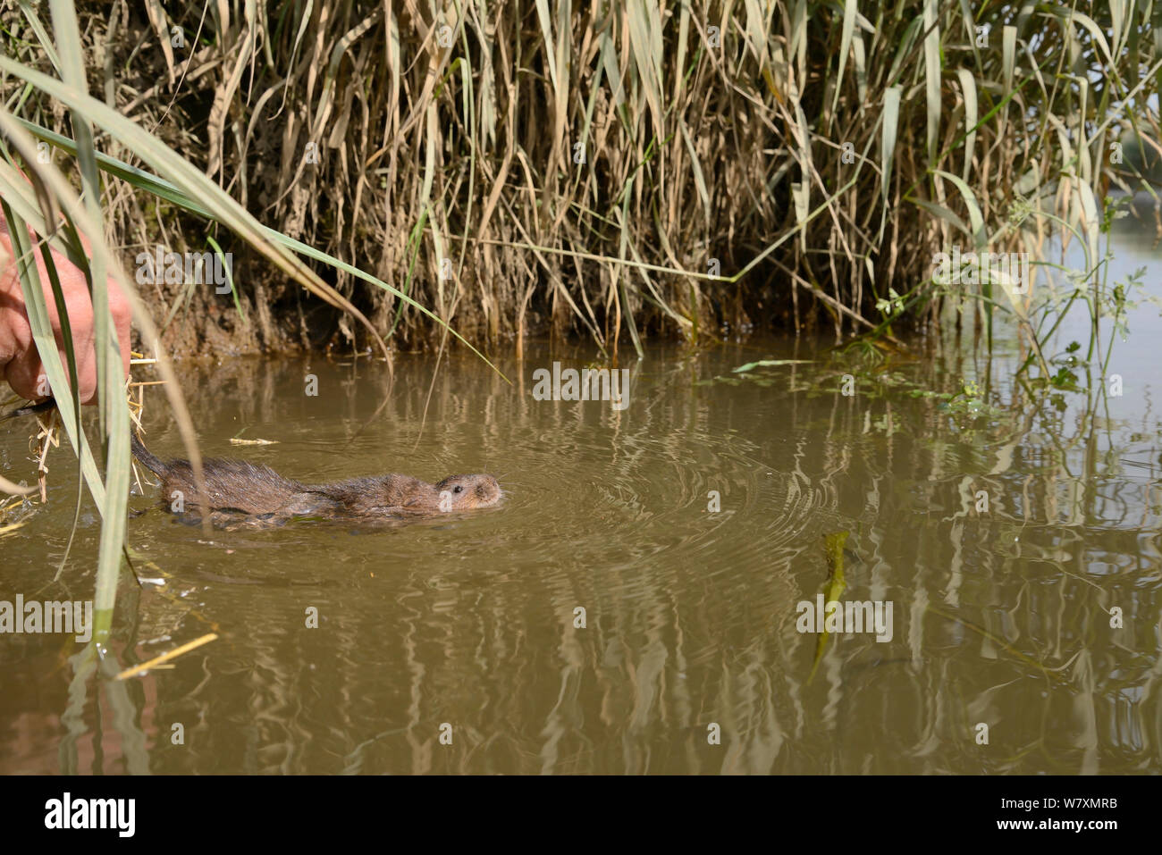 Le campagnol d'eau élevés en captivité (Arvicola amphibius) tenu par la queue avant de relâcher dans la rivière lors de la réintroduction, près de Bude, Cornwall, UK, juin. Parution du modèle. Banque D'Images