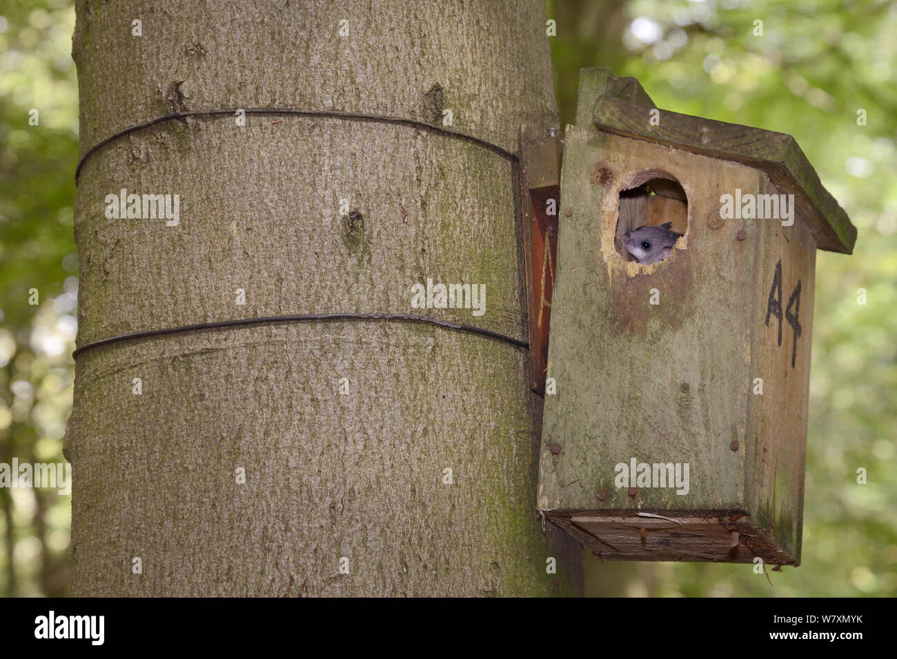 Matières grasses comestibles / loir (Glis glis) scrutant d'un nichoir attachés à un hêtre alar dans un bois où l'espèce s'est naturalisée, Buckinghamshire, Royaume-Uni, août. Banque D'Images