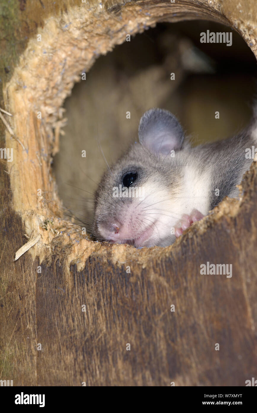 Matières grasses comestibles / loir (Glis glis) scrutant d'un nichoir attachés à un hêtre alar dans un bois où l'espèce s'est naturalisée, Buckinghamshire, Royaume-Uni, août. Banque D'Images