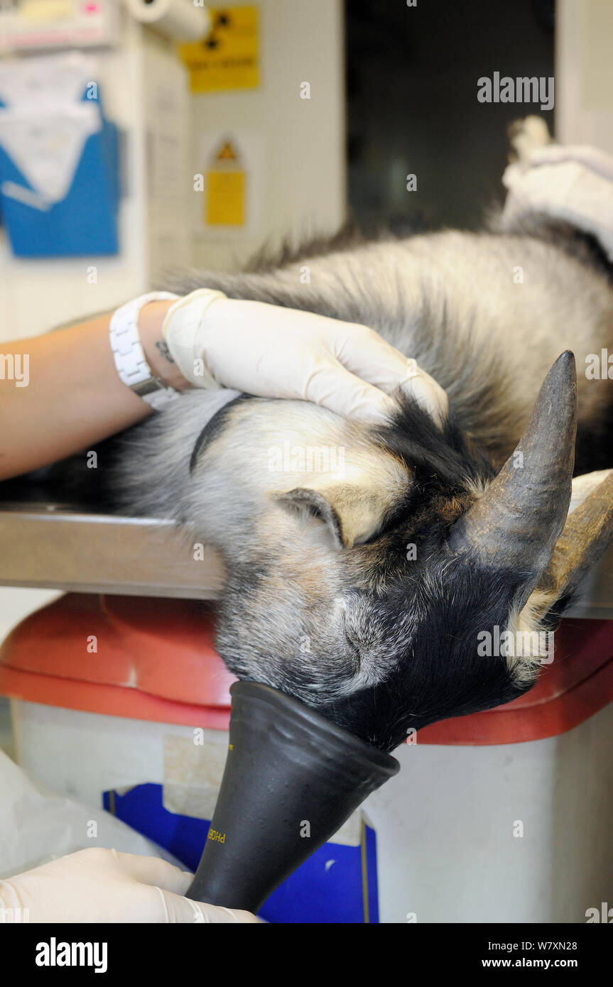 Jeune mâle anesthésié chèvre pygmée (Capra aegagrus hircus) étant donné l'oxygène dans une salle d'opération avant l'opération de castration, Wiltshire, Royaume-Uni, septembre 2014. Parution du modèle. Banque D'Images