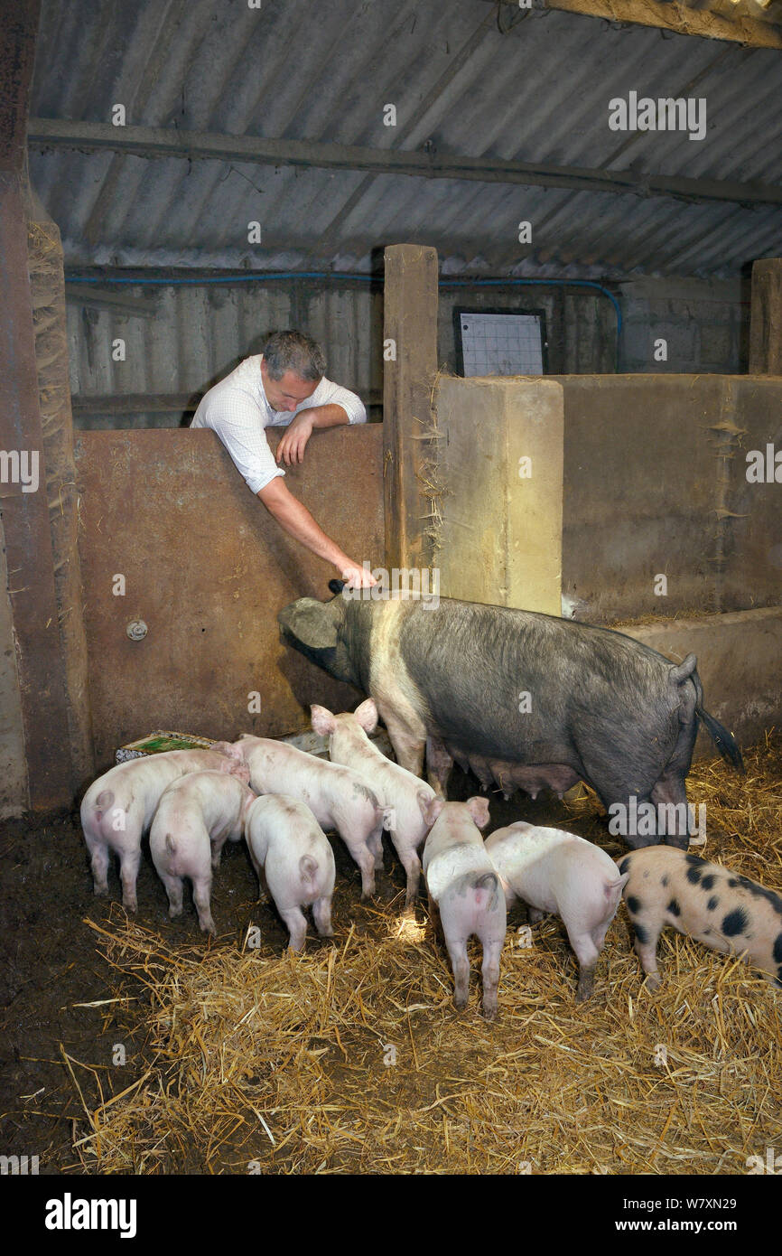 Une inspection vétérinaire Dewi Jones British Saddleback sow et sa portée de porcelets dans une grange, Gloucestershire, Royaume-Uni, septembre 2014. Parution du modèle. Banque D'Images