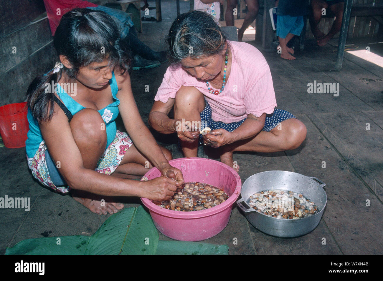 Mère et fille Quechua la préparation des larves de charançons Palm (Rhynchophorus palmarum) avant la cuisson que de la nourriture et de l'utiliser en médecine, l'Amazonie, en Equateur. Banque D'Images