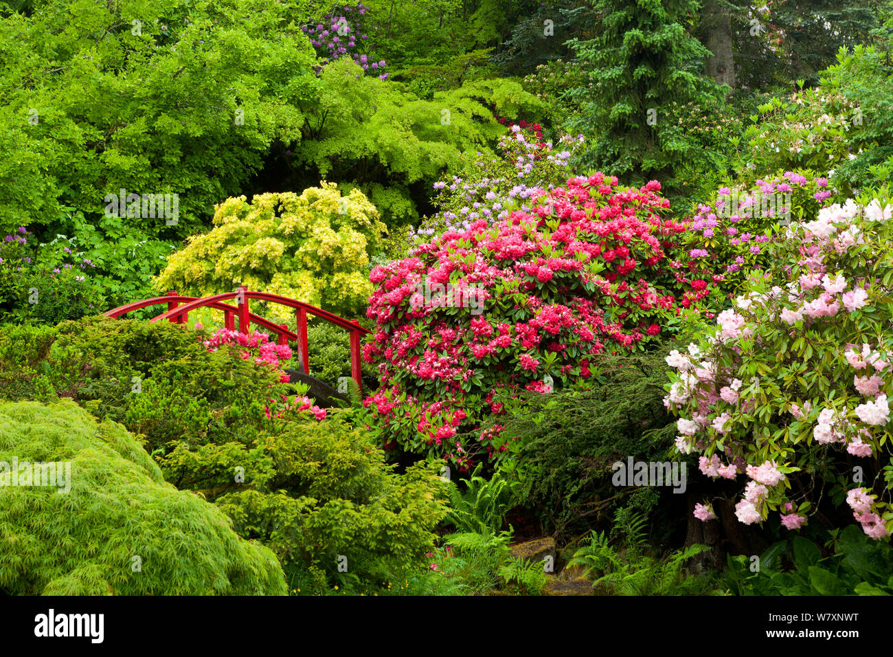 Pont entre les Rhododendrons (Rhododendron sp) dans le jardin formel Kabota, Seattle, USA, mai 2014. Banque D'Images