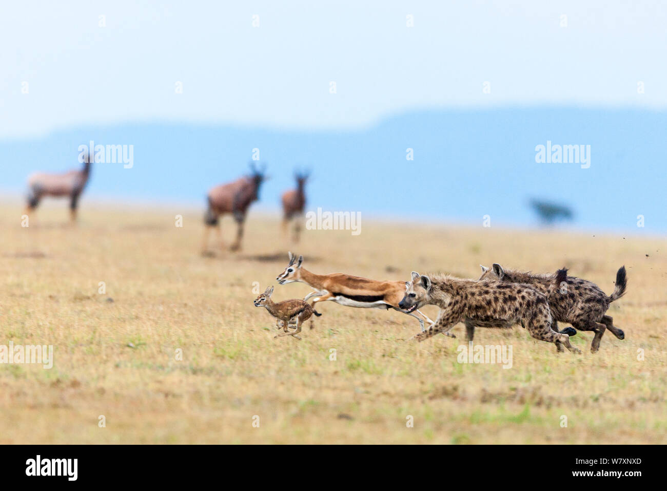 Les Hyènes tachetées (Crocuta crocuta) bébé chasse Thomson&# 39;s (Eudorcas thomsonii gazelle) Masai-Mara game reserve, Kenya. Banque D'Images
