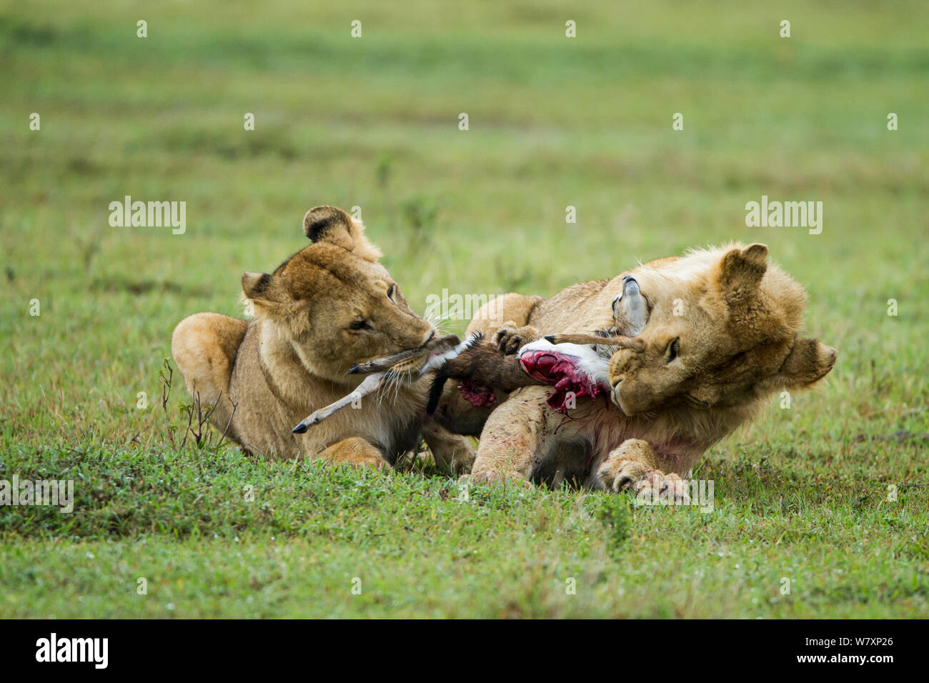 Deux lions mâles immatures (Panthera leo) combats de proie, Masai-Mara game reserve, Kenya. Banque D'Images