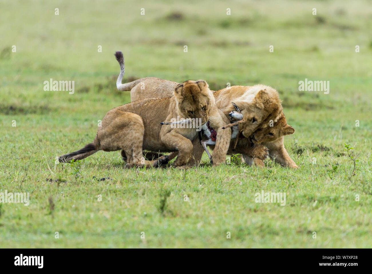 Trois Lions mâles immatures (Panthera leo) combats de proie, Masai-Mara game reserve, Kenya. Banque D'Images
