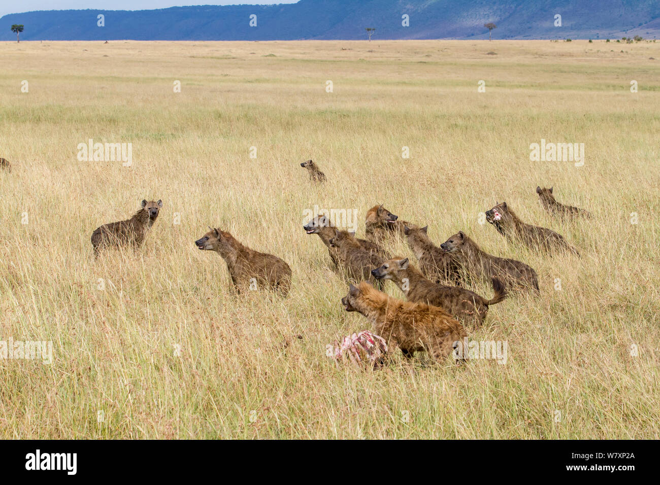 Les Hyènes tachetées (Crocuta crocuta) pack avec kill volés de Lions, Masai-Mara game reserve, Kenya. Banque D'Images