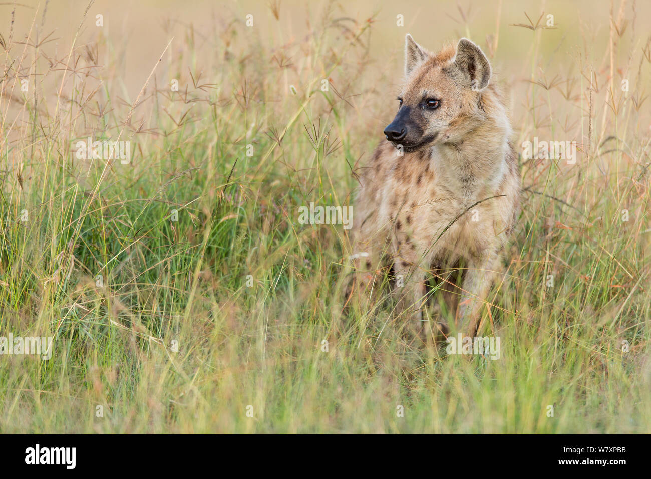 L'Hyène tachetée (Crocuta crocuta) debout dans l'herbe, Masai-Mara game reserve, Kenya. Banque D'Images