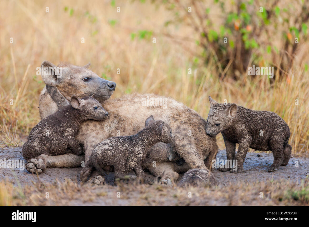 D'un collier-émetteur l'Hyène tachetée (Crocuta crocuta) avec de jeunes femmes, Masai-Mara game reserve, Kenya. Banque D'Images