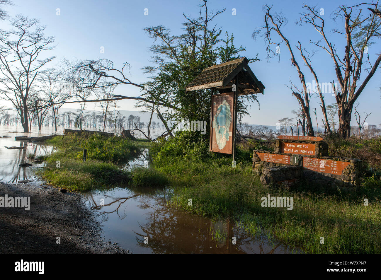 La fièvre jaune les arbres d'acacia (Acacia xanthophloea) avec la carte et signer inondés par le lac Nakuru, le Parc National de Nakuru, mai 2013. Banque D'Images