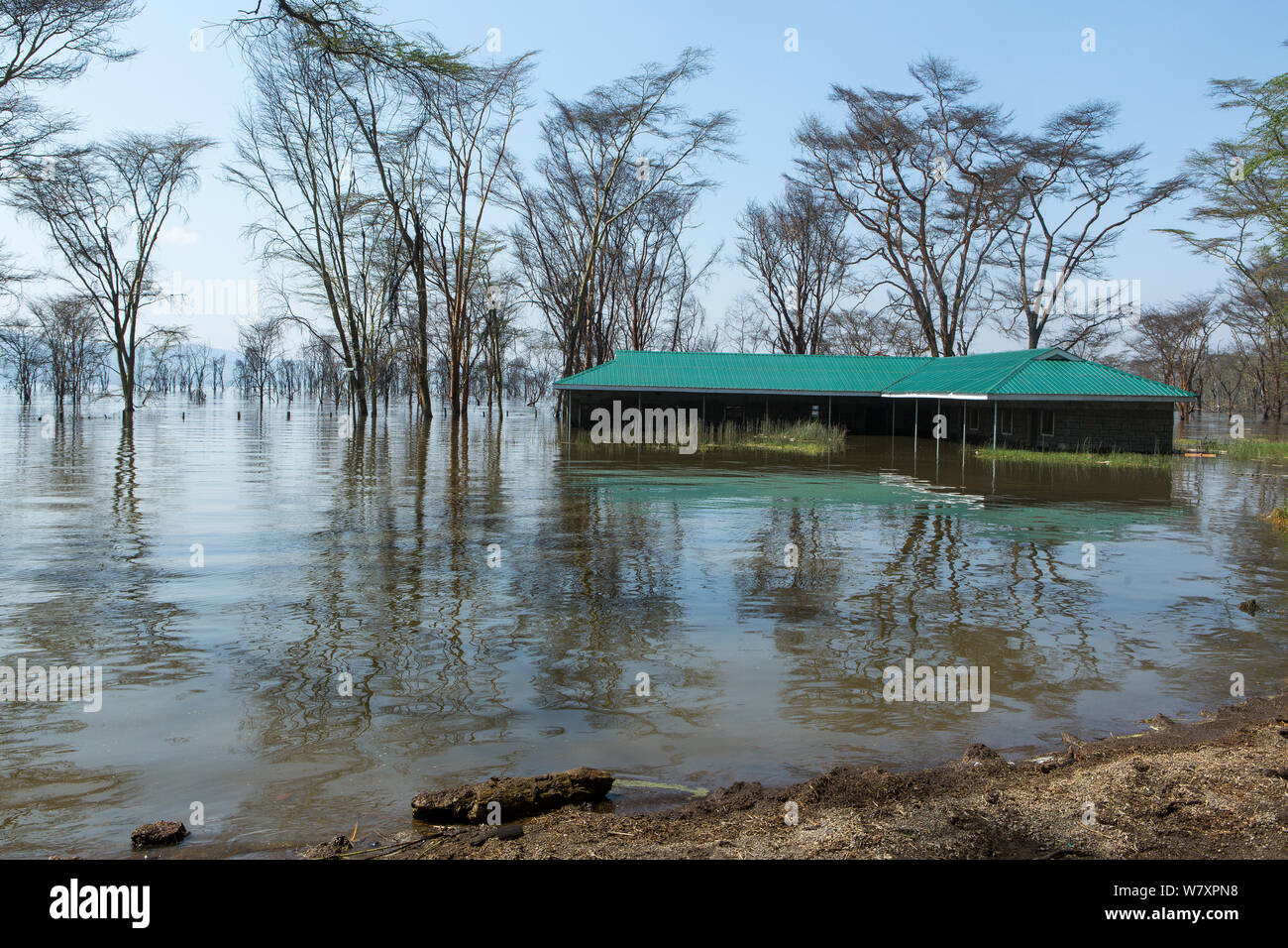 La fièvre jaune les arbres d'acacia (Acacia xanthophloea) et le bâtiment inondé par le lac Nakuru, le Parc National de Nakuru, août 2013. Banque D'Images