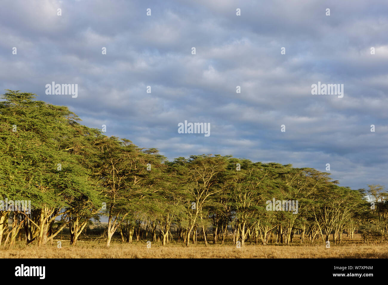 La fièvre jaune les arbres d'acacia (Acacia xanthophloea) sous ciel nuageux. Le Parc National de Nakuru, Kenya, octobre 2009. Banque D'Images