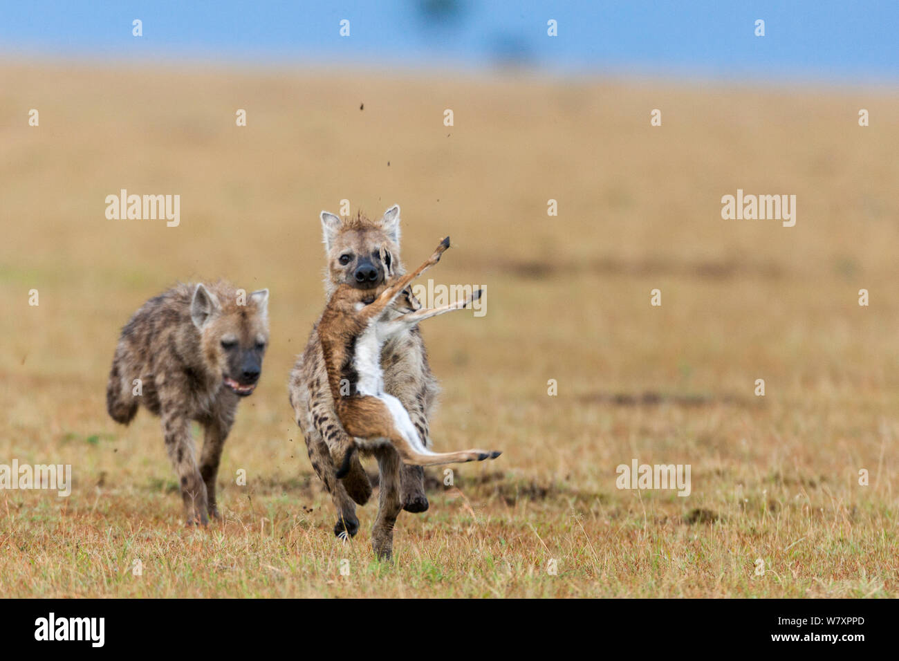 Les Hyènes tachetées (Crocuta crocuta) antérieurs à Thomson bébé&# 39;s (Eudorcas thomsonii gazelle) Masai-Mara game reserve, Kenya. Banque D'Images