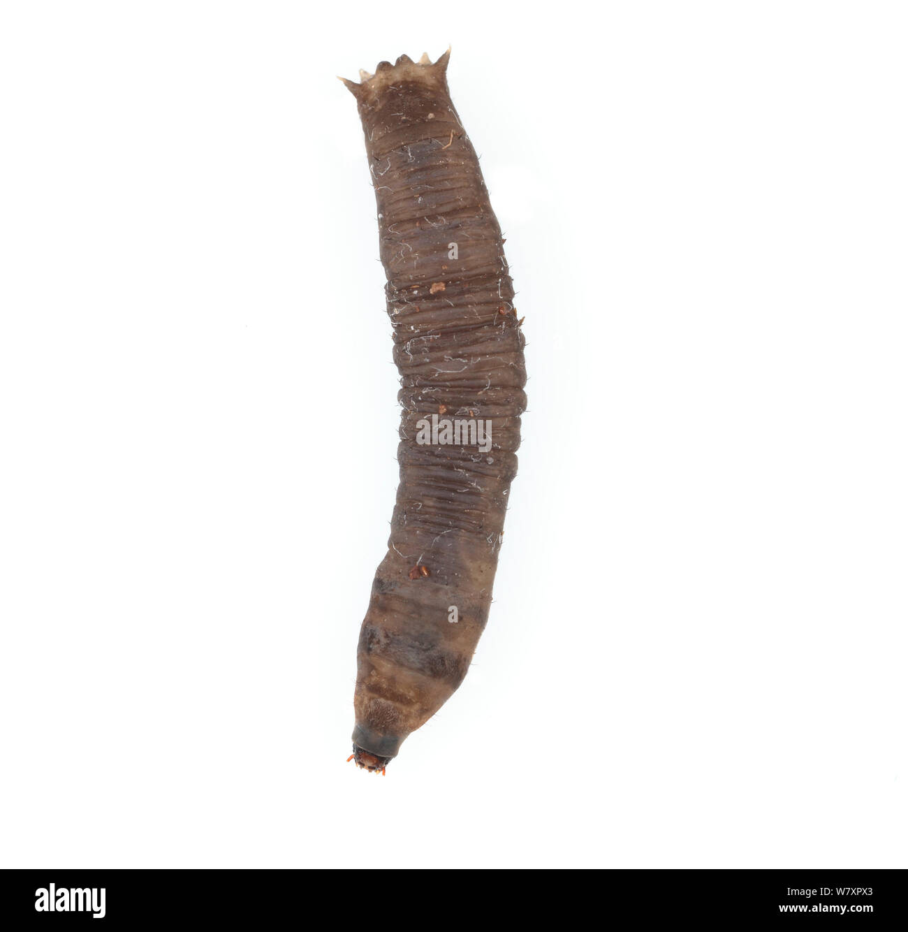 Larve de tipule (Tipula sp), Lombardie, Italie, septembre. meetyourneighbors.net project Banque D'Images