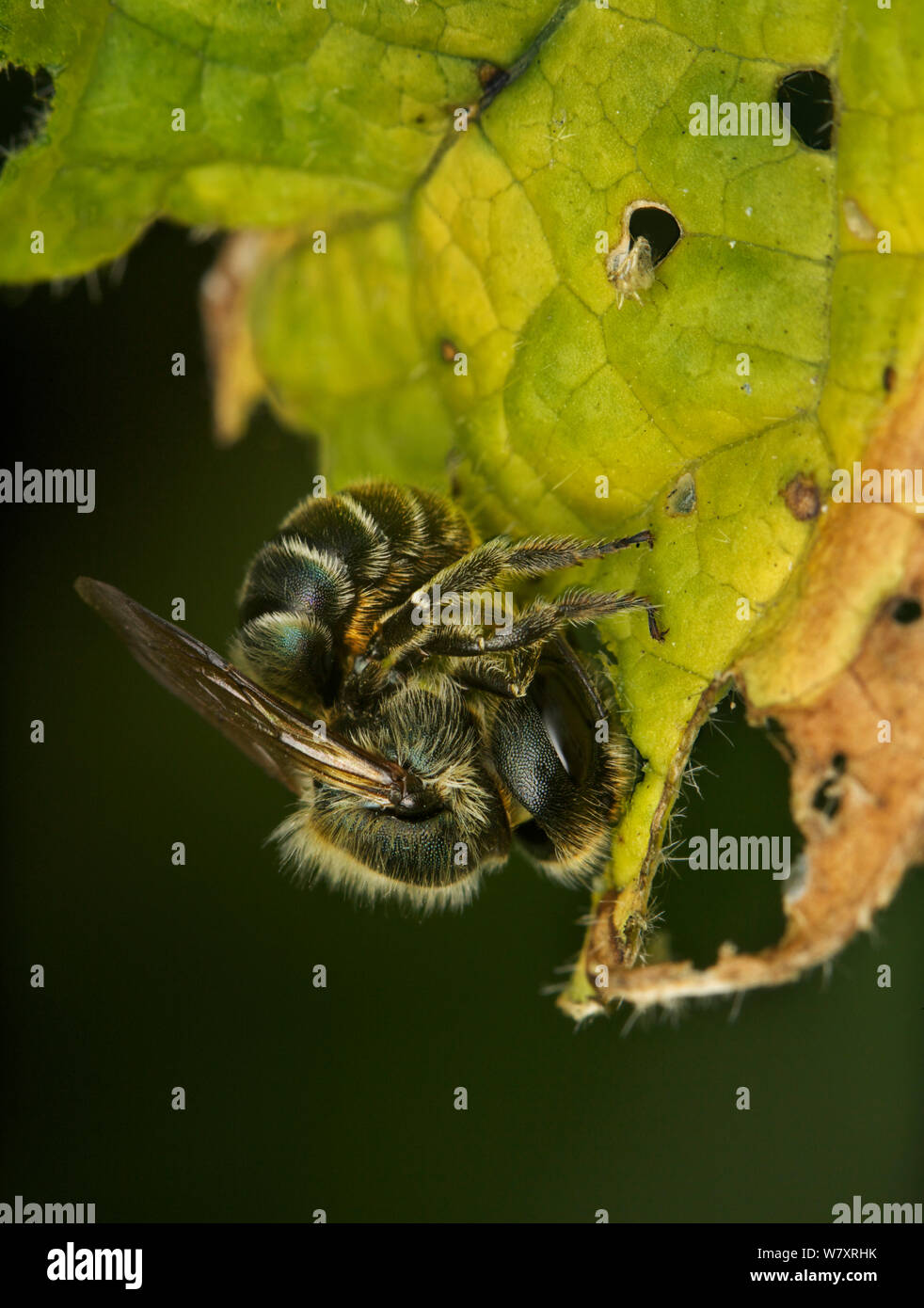 Bleu (abeilles Osmia caerulescens) la fabrication de la pâte de feuille, Bristol, Angleterre, Royaume-Uni, juillet. Banque D'Images