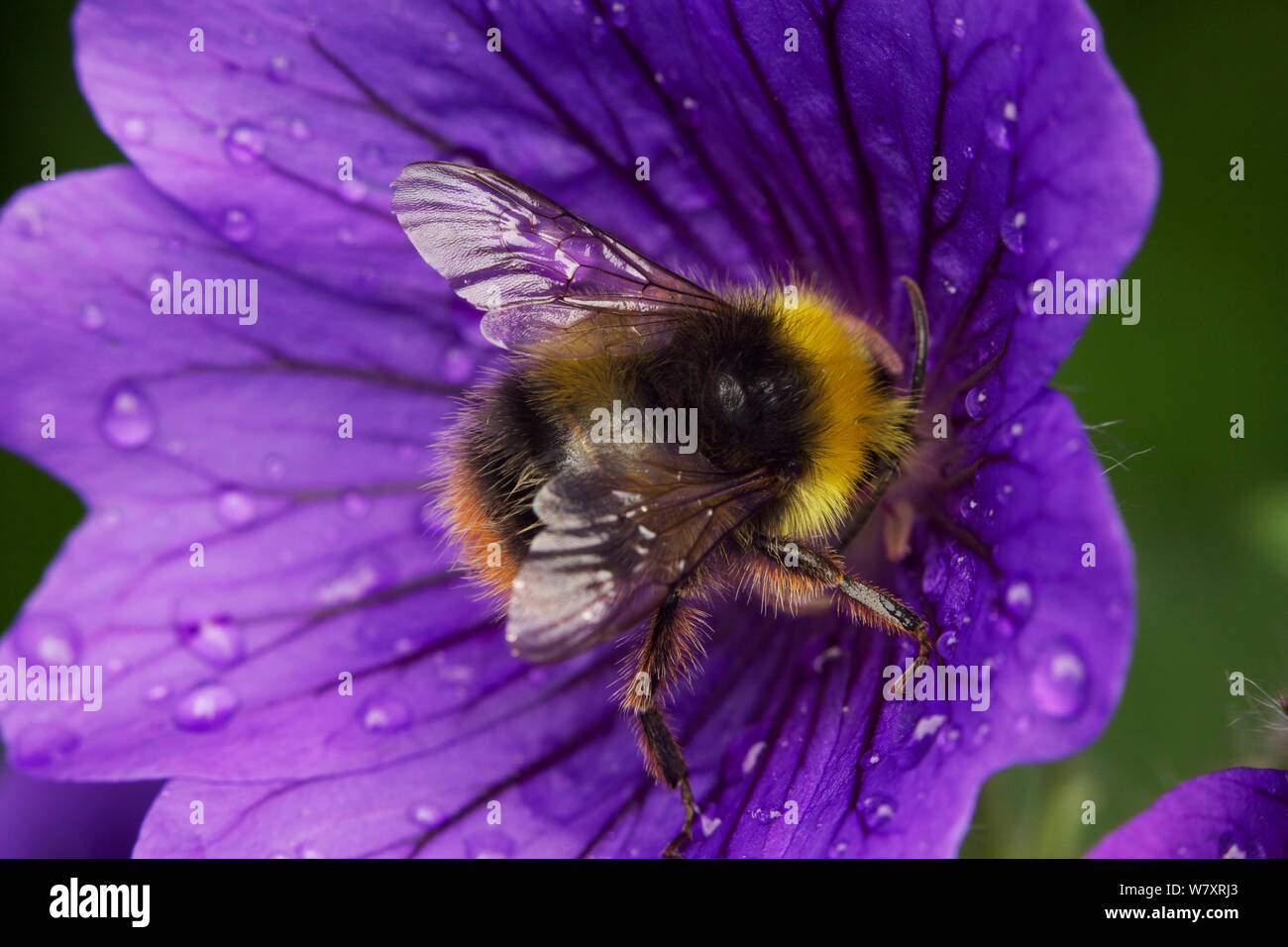 Début de bourdon (Bombus pratorum) Bristol, Angleterre, juin. Banque D'Images