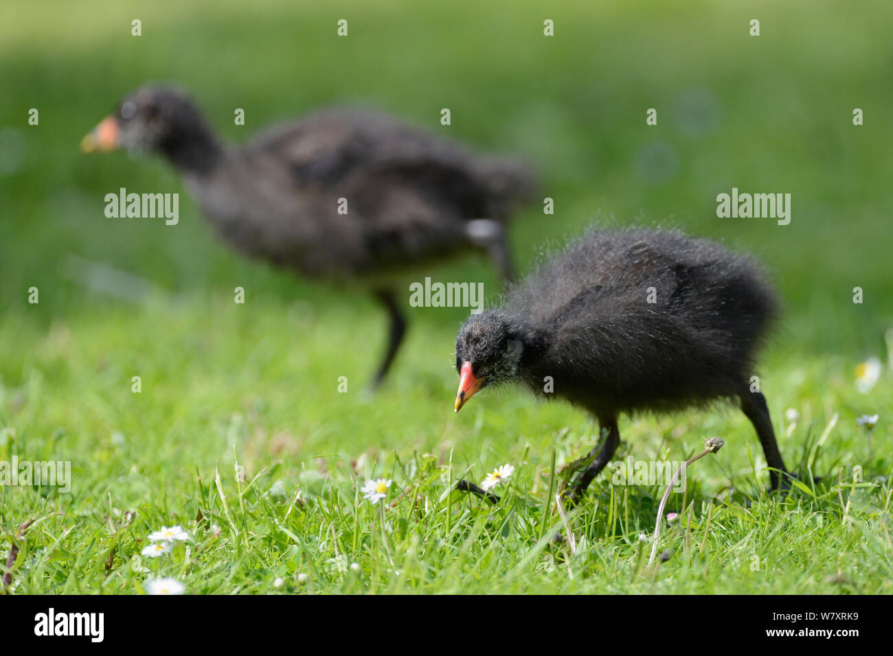 Deux poussins poule d'eau (Gallinula chloropus) sur une pelouse, Gloucestershire, Royaume-Uni, mai. Banque D'Images