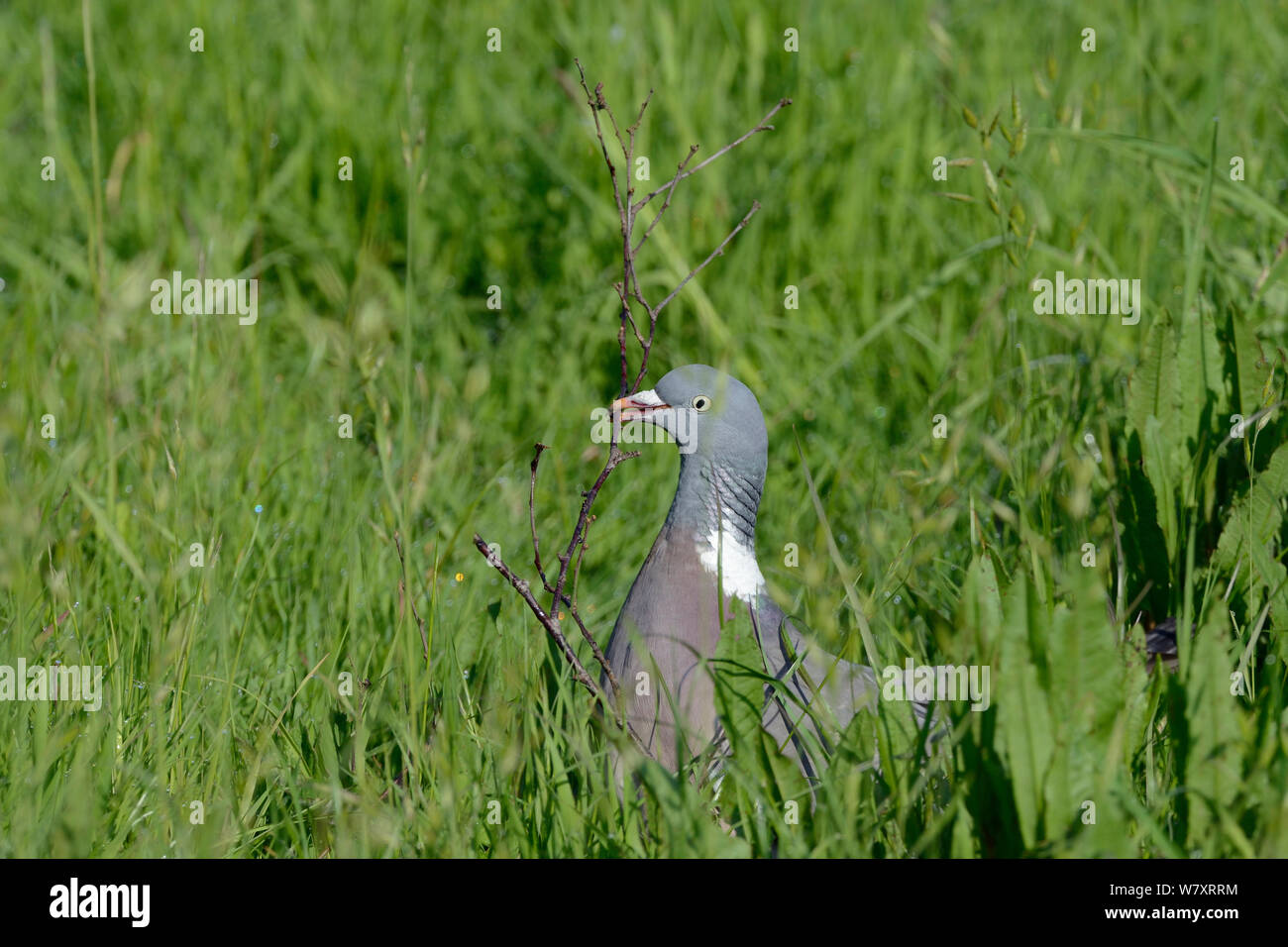 Pigeon ramier (Columba palumbus) la collecte d'une brindille pour son nid, Gloucestershire, Royaume-Uni, mai. Banque D'Images