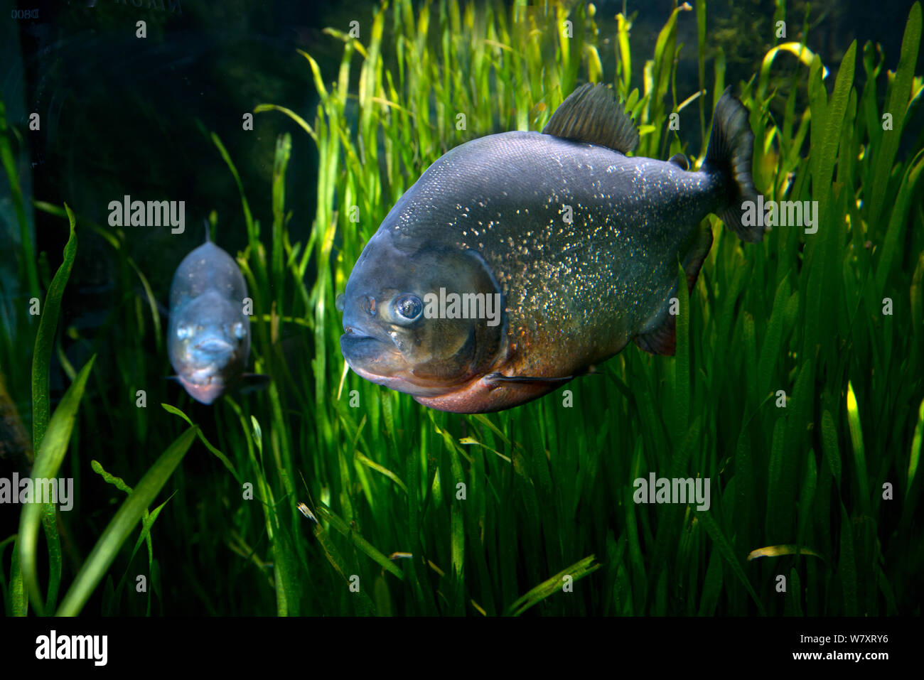 Le piranha à ventre rouge (Serrasalmus natterreri), se produit en Amérique du Sud. Banque D'Images