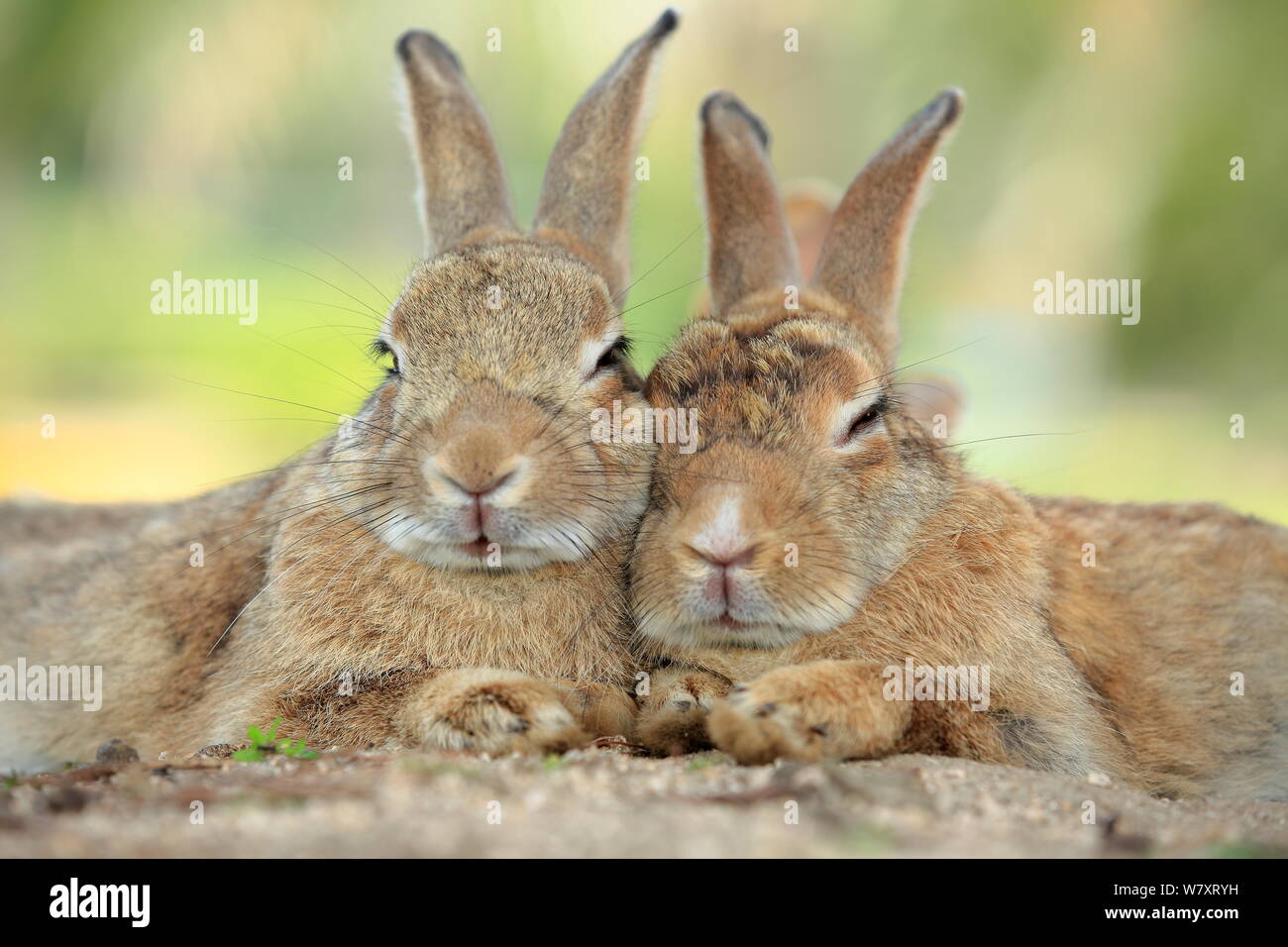 Les lapins se reposant avec alert oreilles, Okunoshima &# 39;Rabbit Island&# 39 ;, Takehara, Hiroshima, Japon. Banque D'Images