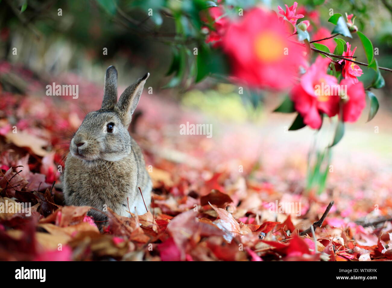 Lapin assis alerte dans fleur, Okunoshima &# 39;Rabbit Island&# 39 ;, Takehara, Hiroshima, Japon, janvier 2010 Banque D'Images