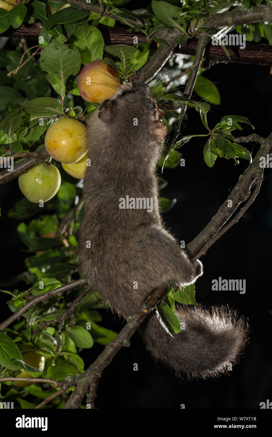Loir (Glis glis) se nourrissant de mirabelles (Prunus domestica), Basse-Saxe, Allemagne, captive, juillet. Banque D'Images