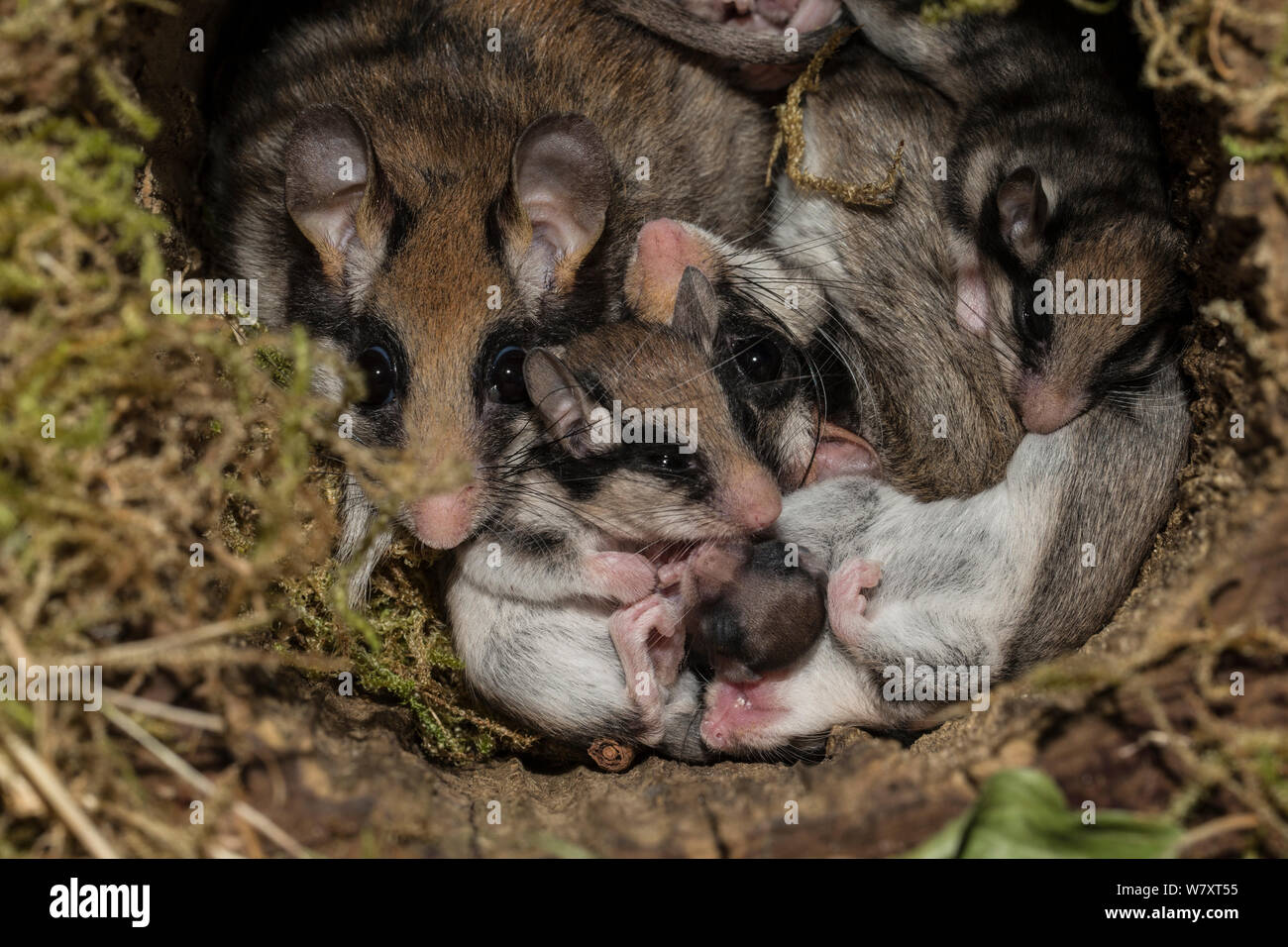 Jardin muscardins (Eliomys quercinus) adultes et juvéniles dans le nid, l'Allemagne, captive, août. Banque D'Images