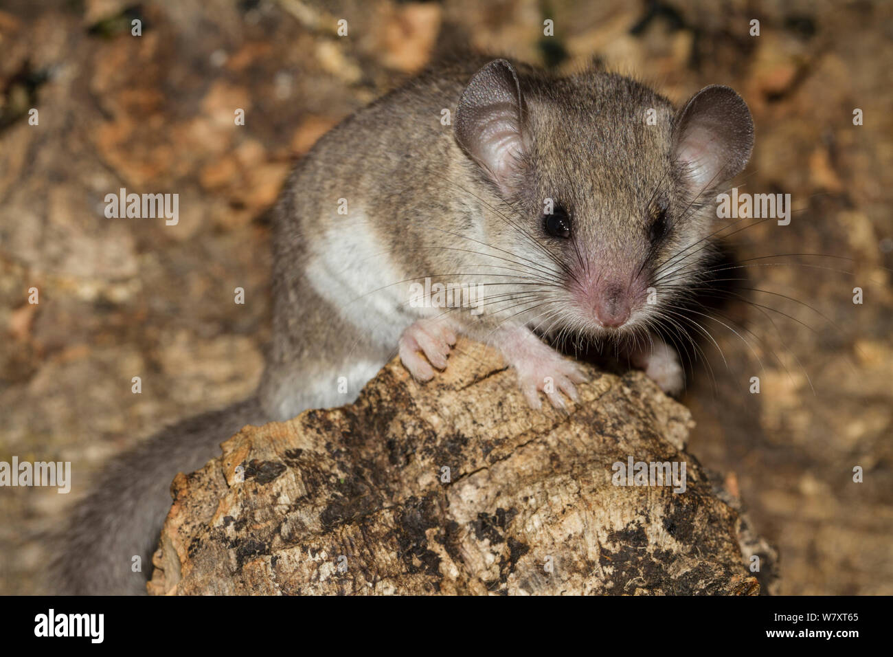 Loir Graphiurus africains (sp) portrait, captive. De juin. Banque D'Images