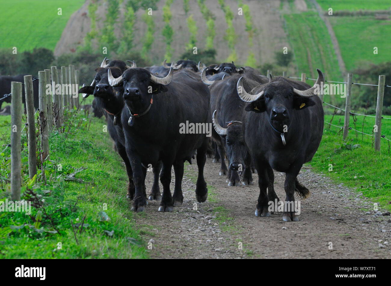 Les buffles d'eau (Bubalus bubalis) Laverstoke Park Farm, Hampshire, Royaume-Uni, septembre. Banque D'Images