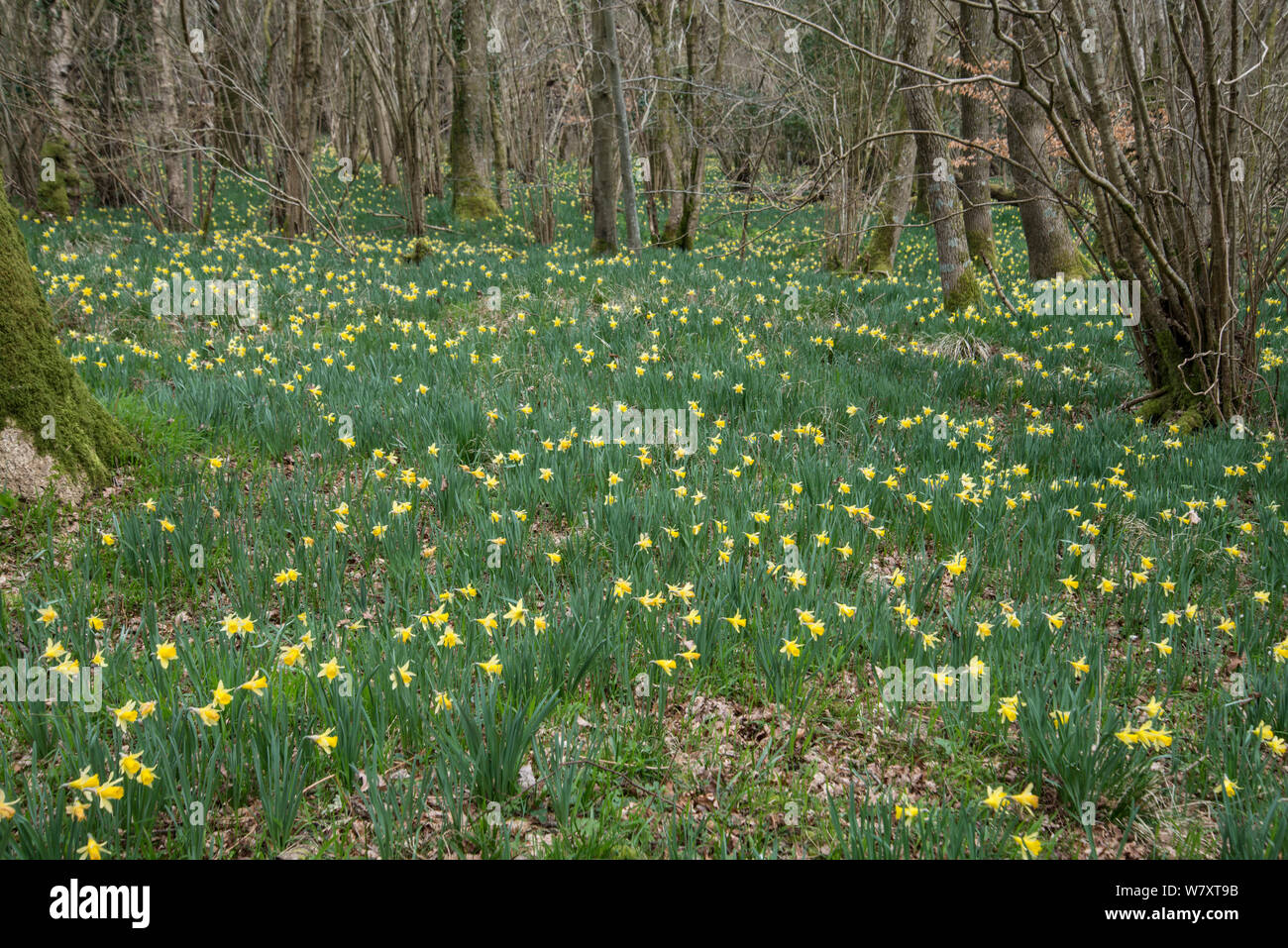 La jonquille (Narcissus pseudonarcissus sauvages) floraison en bois taillis hazel, West Dean Woods, Sussex, UK, mars. Banque D'Images