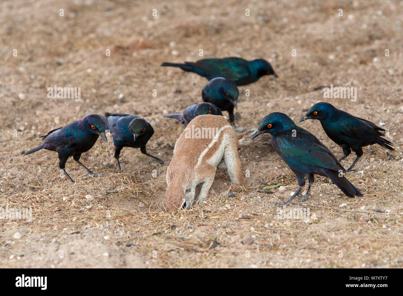 (Ha83 inuaris) de nourriture, surveillée par le Cap (Lamprotornis nitens étourneaux brillant) qui sont en attente pour les insectes à être lancés en creusant, Kgalagadi Transfrontier Park, Afrique du Sud, la non-ex. Banque D'Images