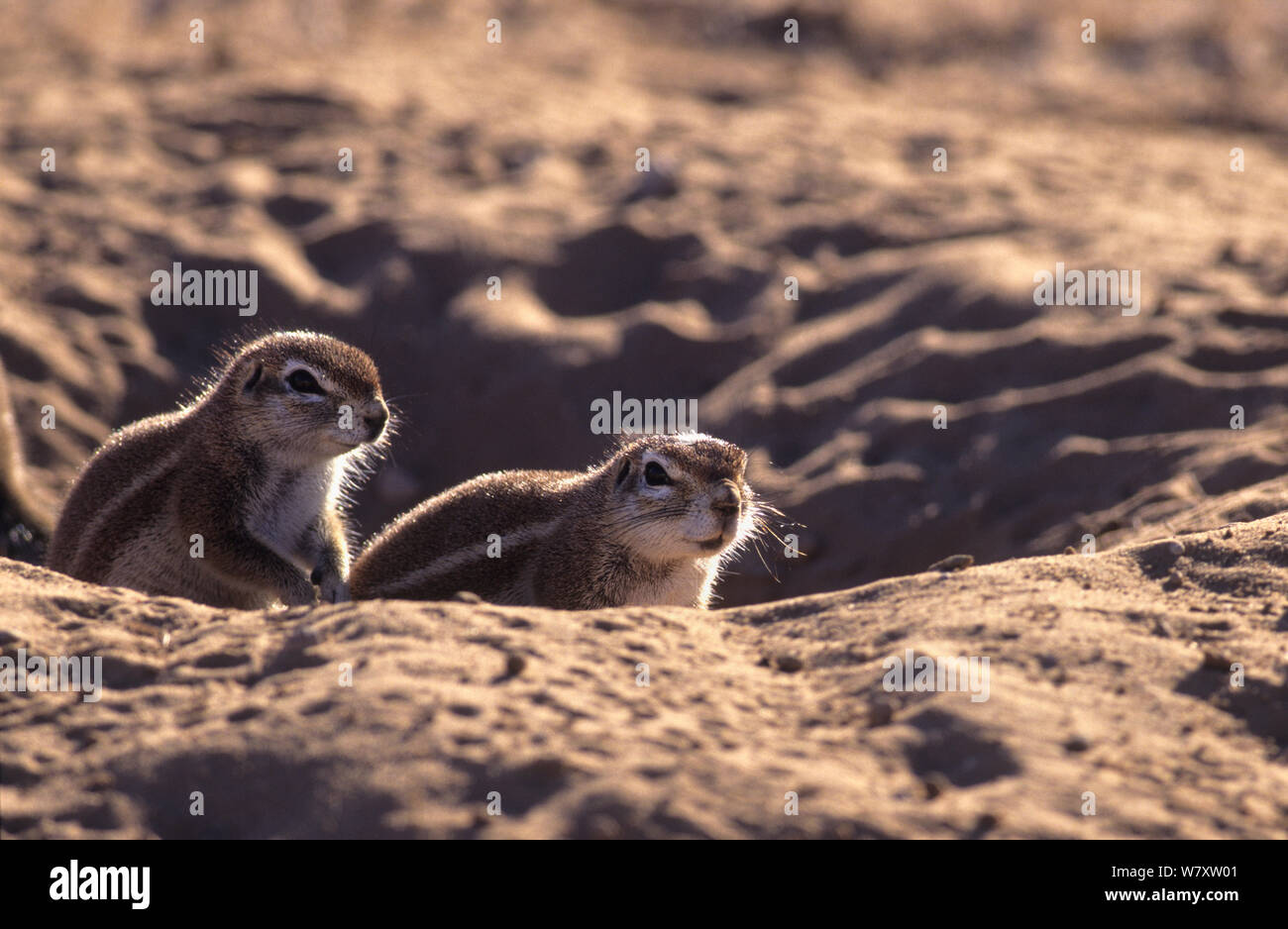 Les écureuils terrestres (Ha83 inauris) à burrow, Kgalagadi Transfrontier Park, Afrique du Sud. Banque D'Images