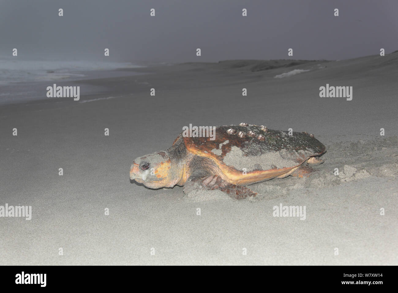 Tortue caouanne (Caretta caretta) femelle sur plage, Oman, juin Banque D'Images