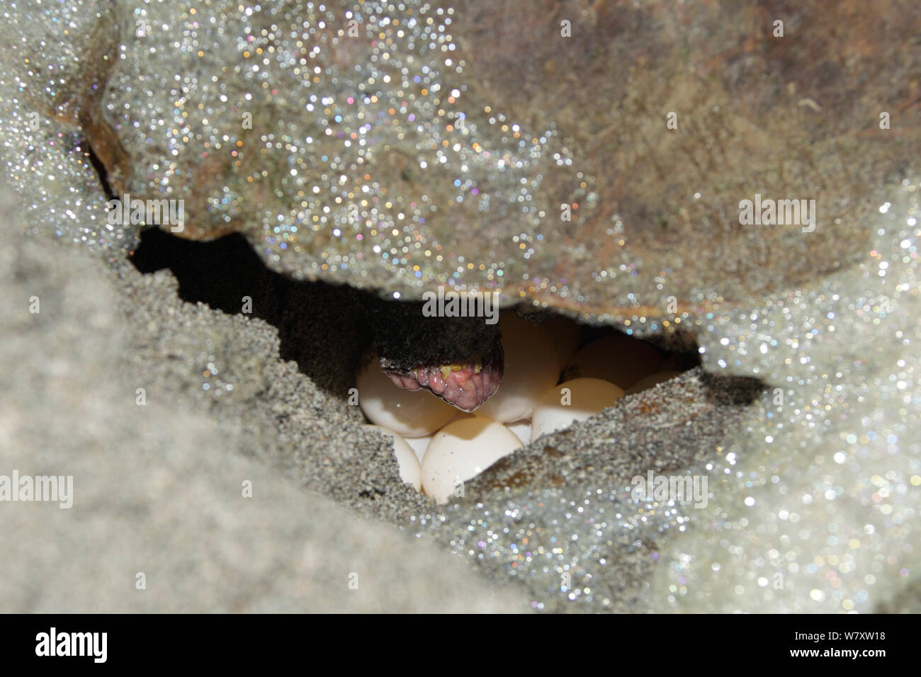 Tortue caouanne (Caretta caretta) femelle sur plage, à pondre des œufs, de l'Oman, juin Banque D'Images