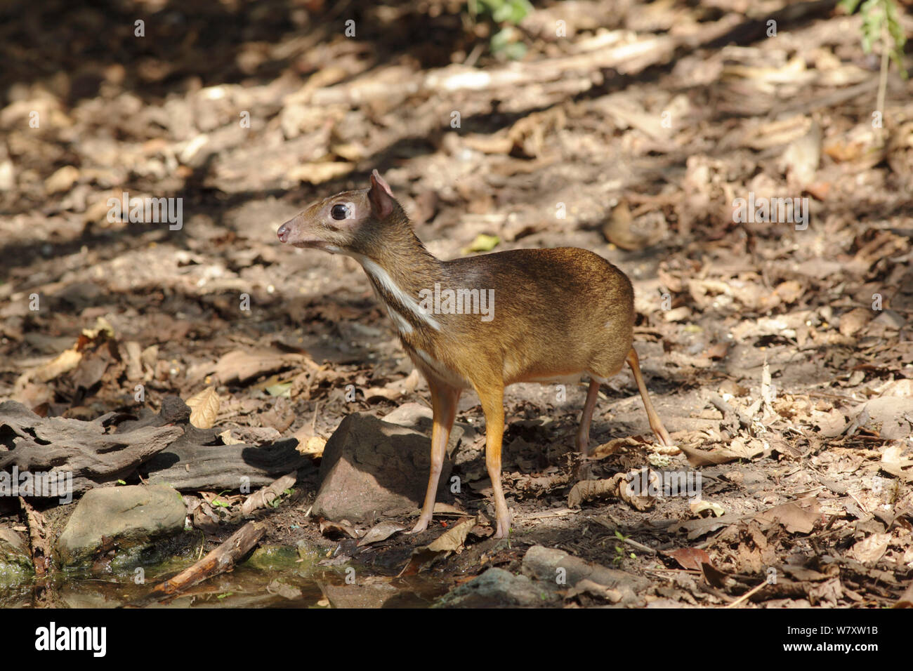 Moindre mousedeer (Tragulus kanchil) Thaïlande, février Banque D'Images