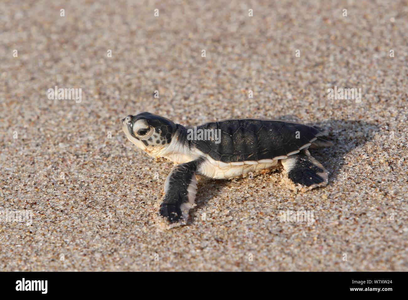 La tortue verte (Chelonia mydas) hatchling sur plage, Oman, novembre Banque D'Images