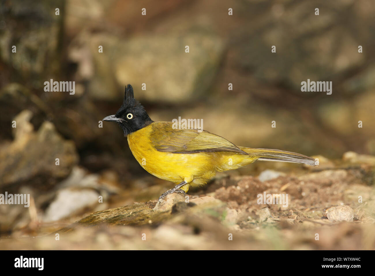 Crested bulbul noir (Pycnonotus flaviventris) sur le sol, Thaïlande, février Banque D'Images